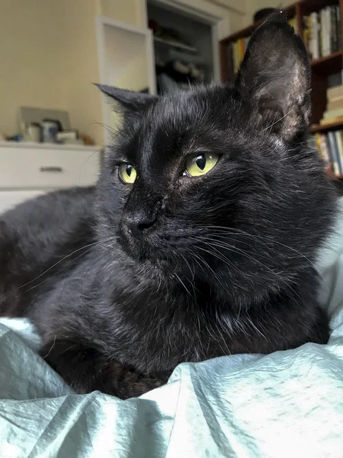 Animal Male Black Cat Are Black Cats Usually Male 2025