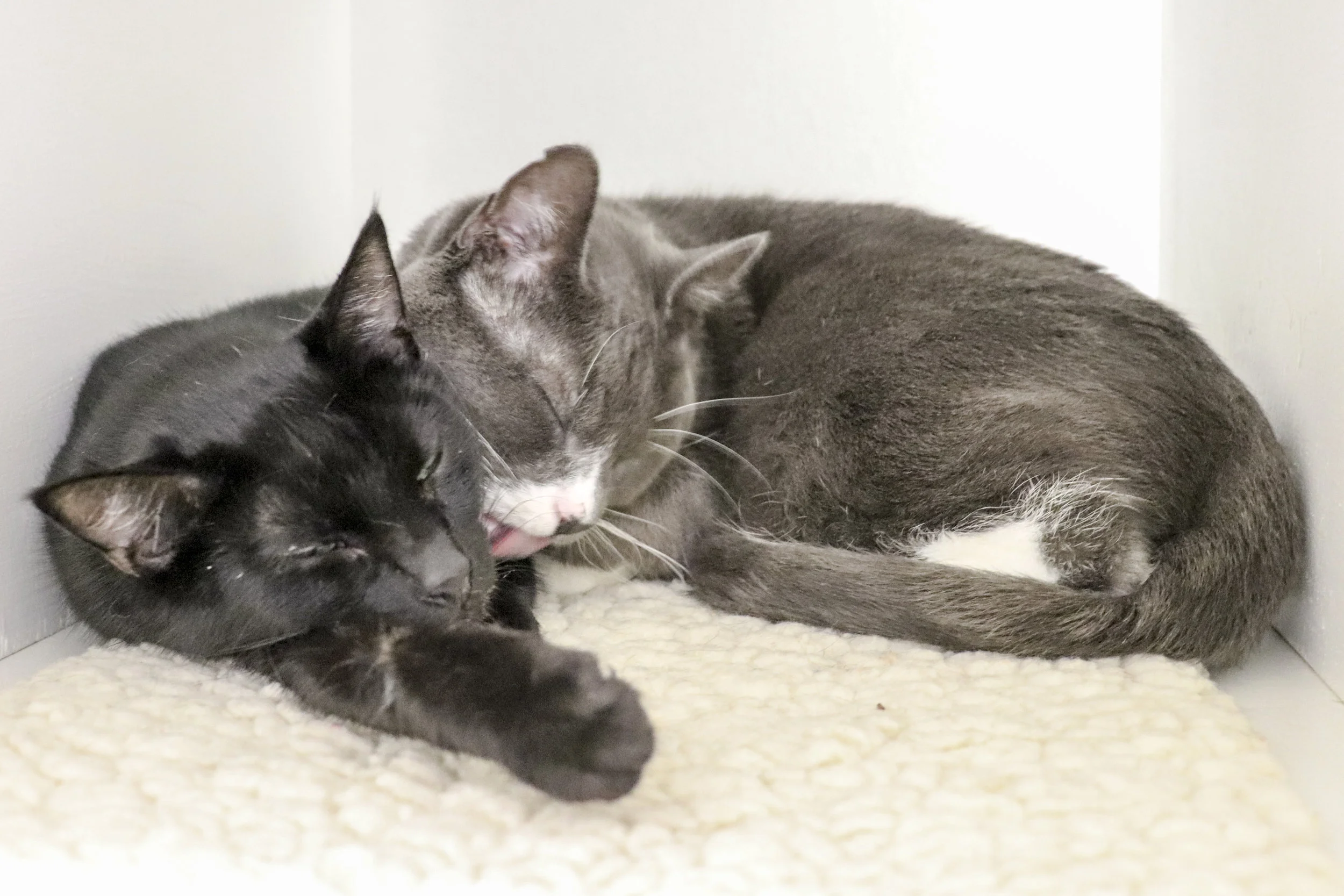 Grayson showing his appreciation for black cat friend, Thelma. Photo by Laura Blangsted.
