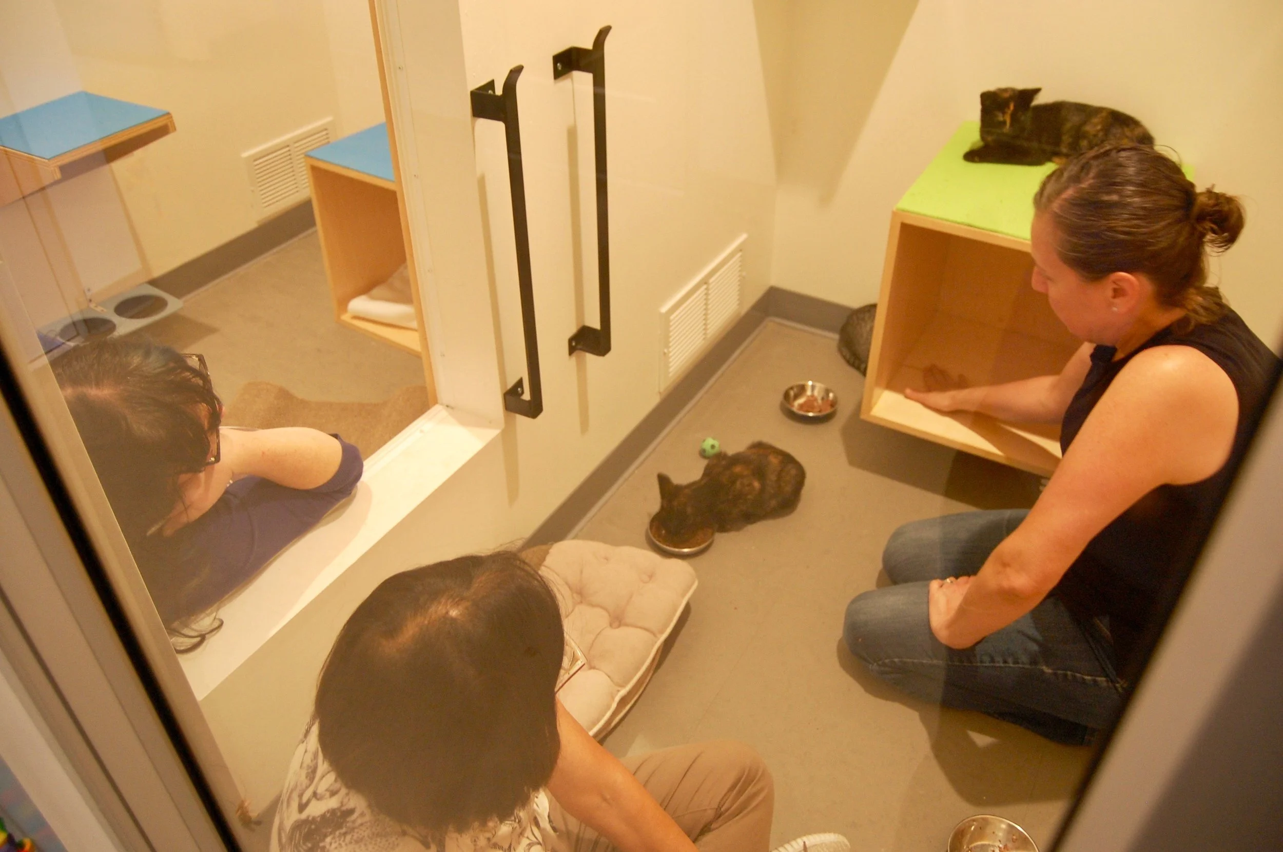 Sarah Rogers (right) gives Cat Town staff member, Marie (left) and volunteer, Mae (center) a training on our Forgotten Kitten Project . 