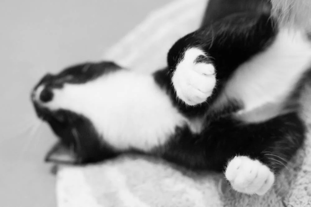 Astaire fkp forgotten kitten cat town.jpg