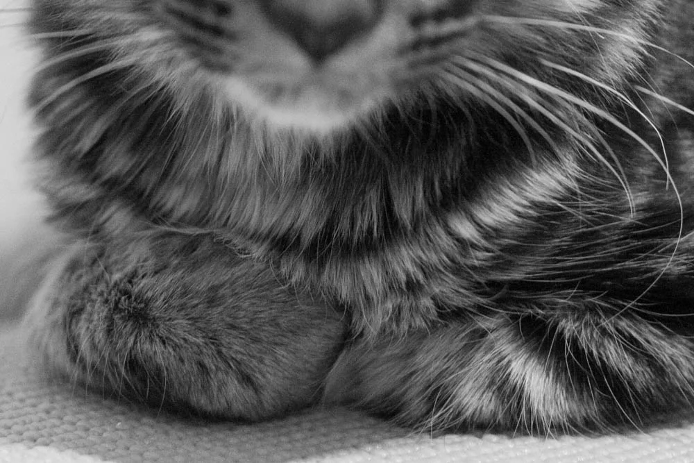 fkp alvin forgotten kitten project kitten wire cat town.jpg