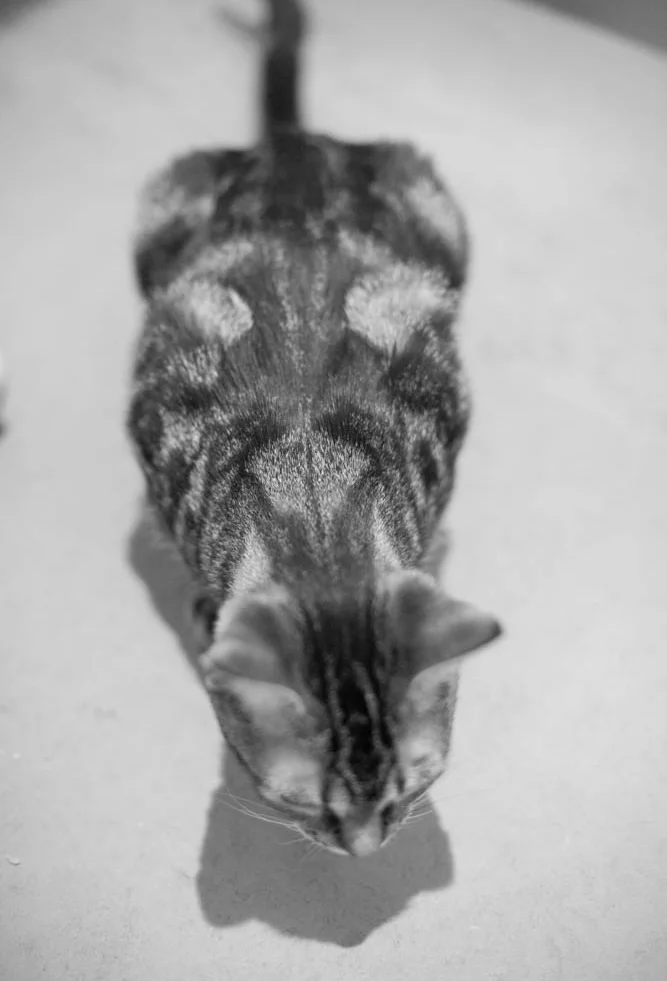 Kimichi kitten wire fkp forgotten kitten project cat town.jpg