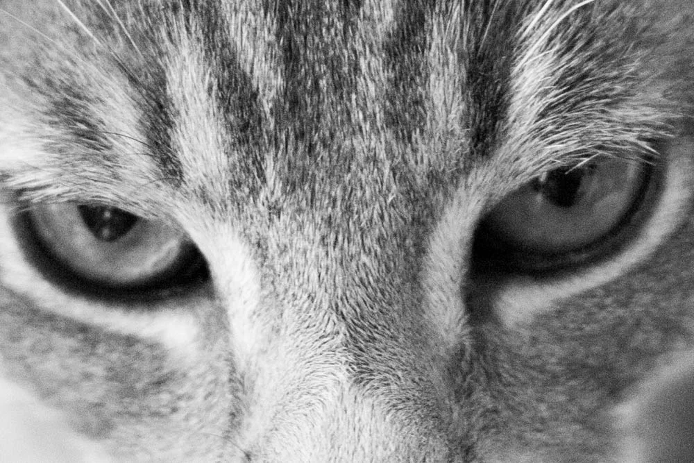 fkp forgotten kitten cat town kitten wire.jpg