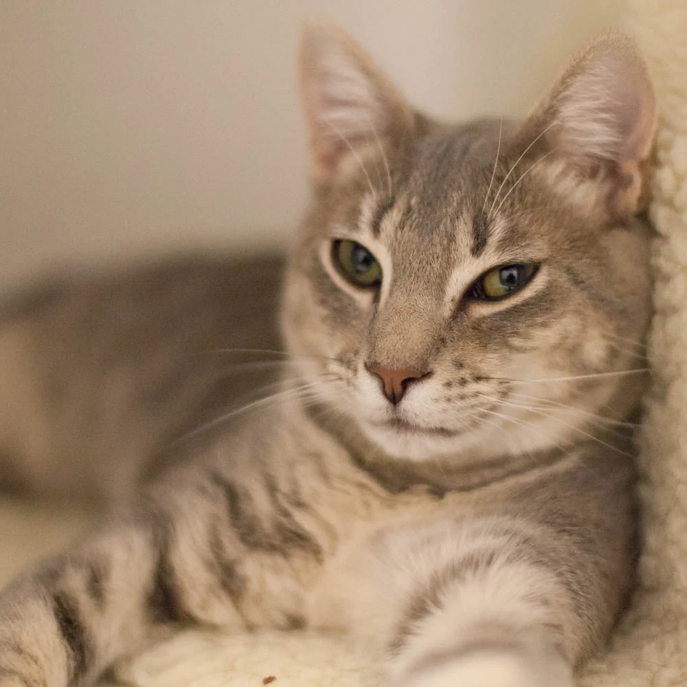 BALOO, 9 MONTHS, MALE, BONDED PAIR WITH MOWGLI