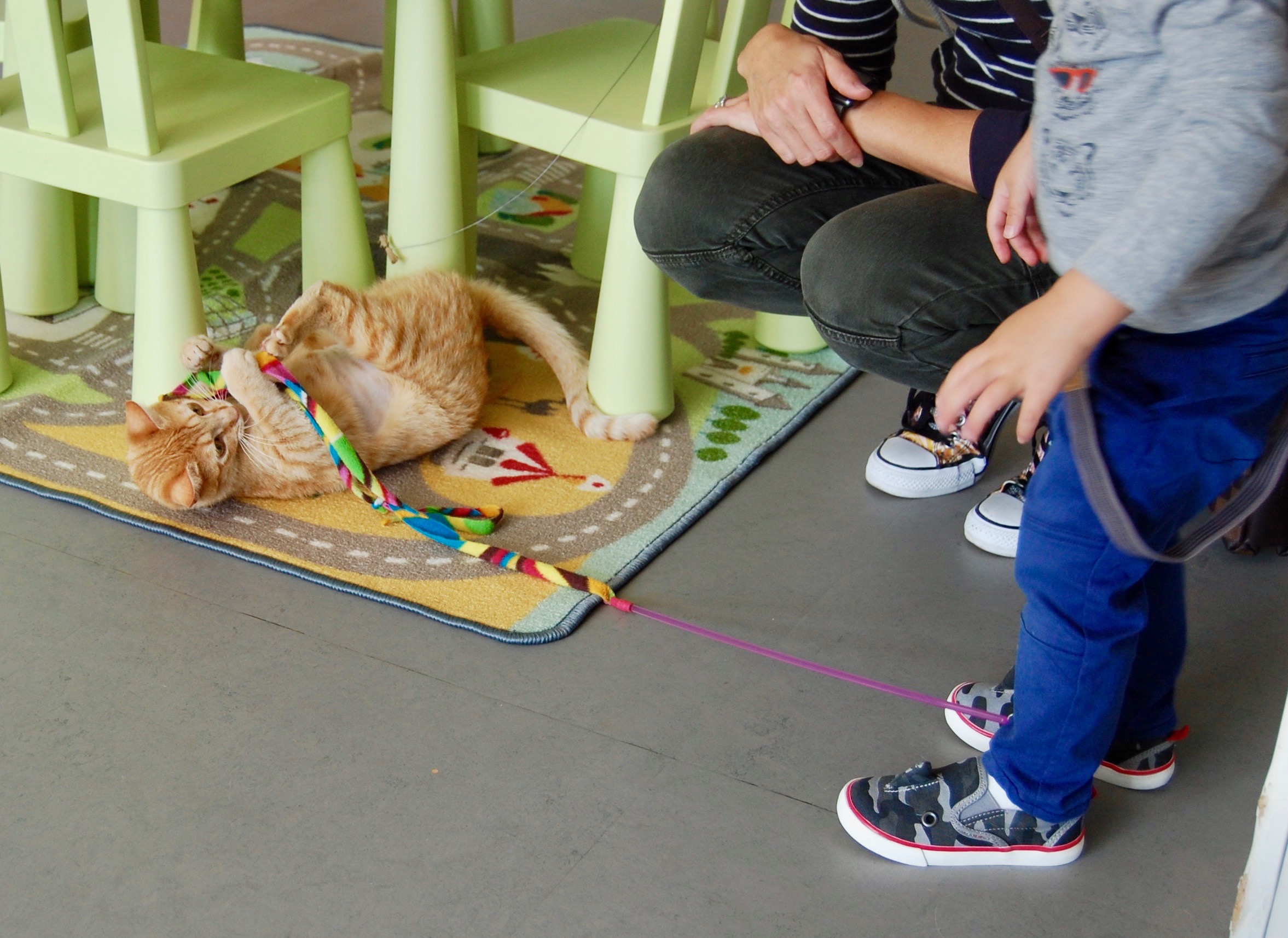 Visit Cat Town
