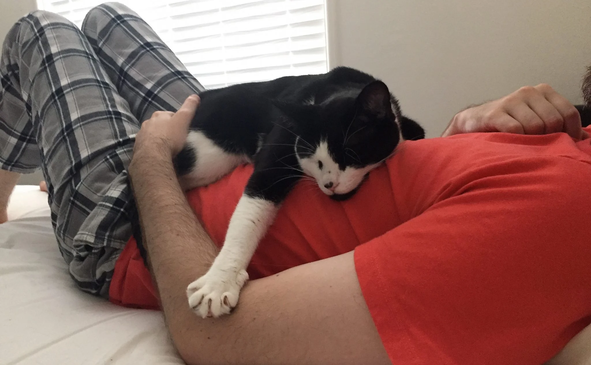 Phoenix (Foster Fail), adopted January 2015