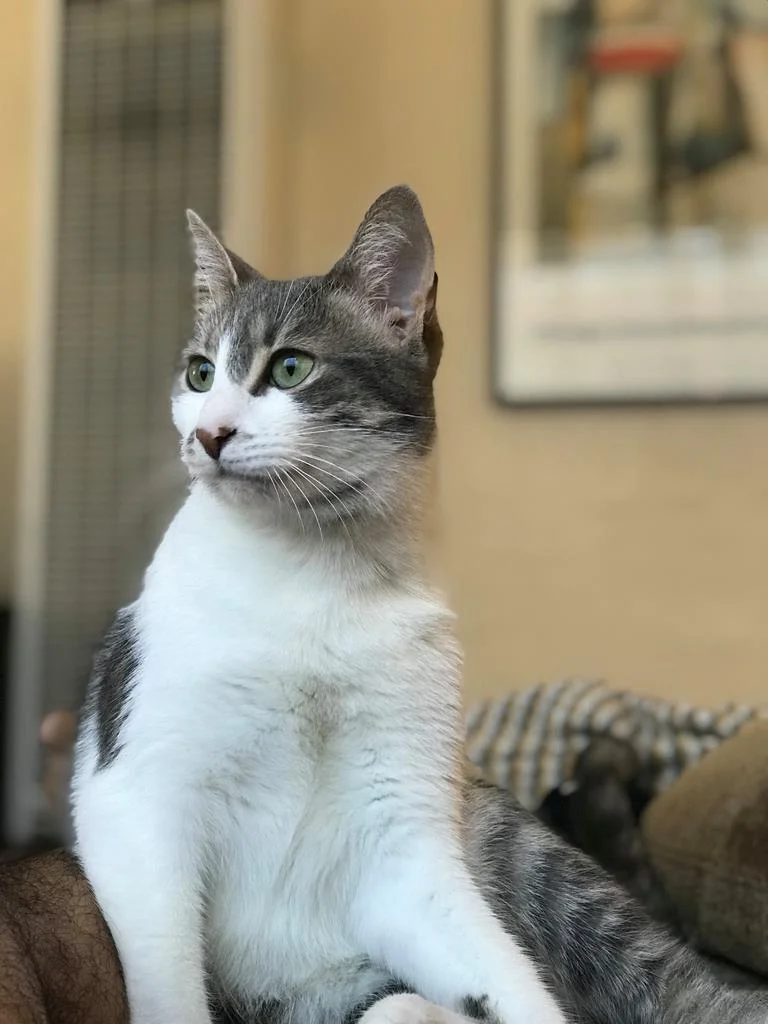Lindy, adopted September 2017