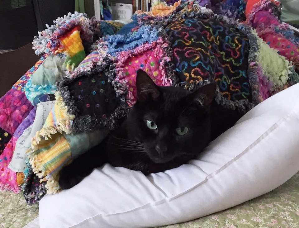 Merry (FKA Vito), adopted February 2013