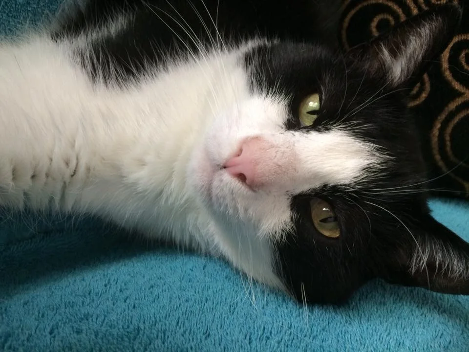 Pilot, adopted October 2014