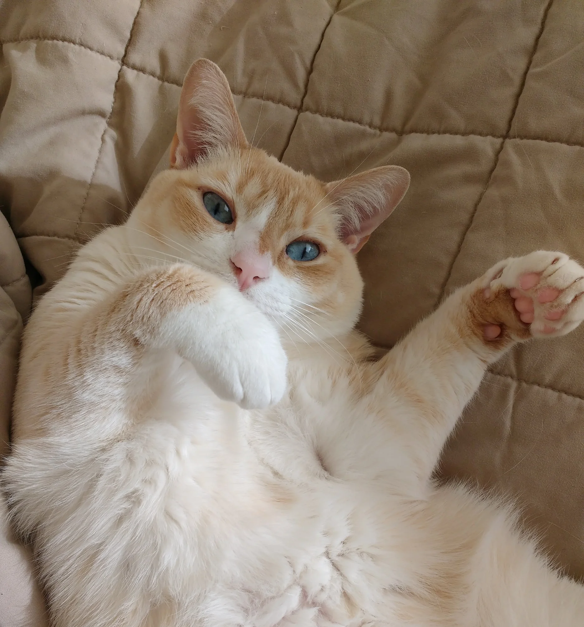 Bee (FKA Dawson), adopted October 2015