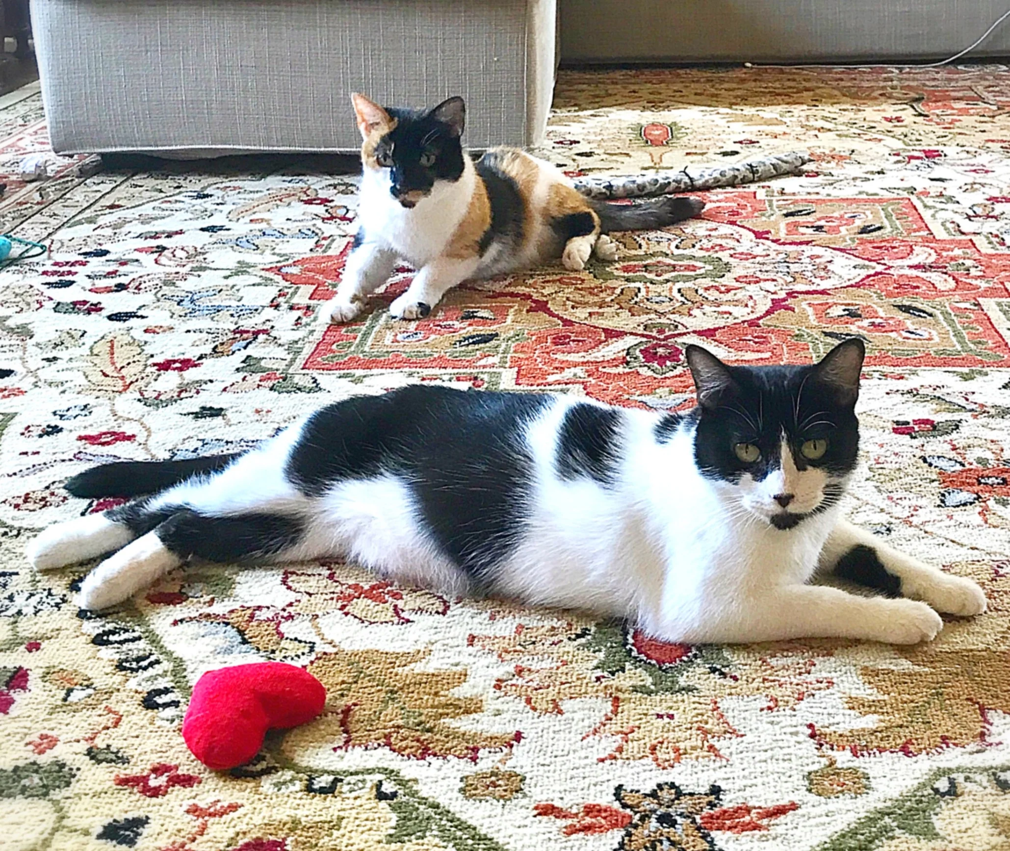 Patsy and Edie, adopted August 2017