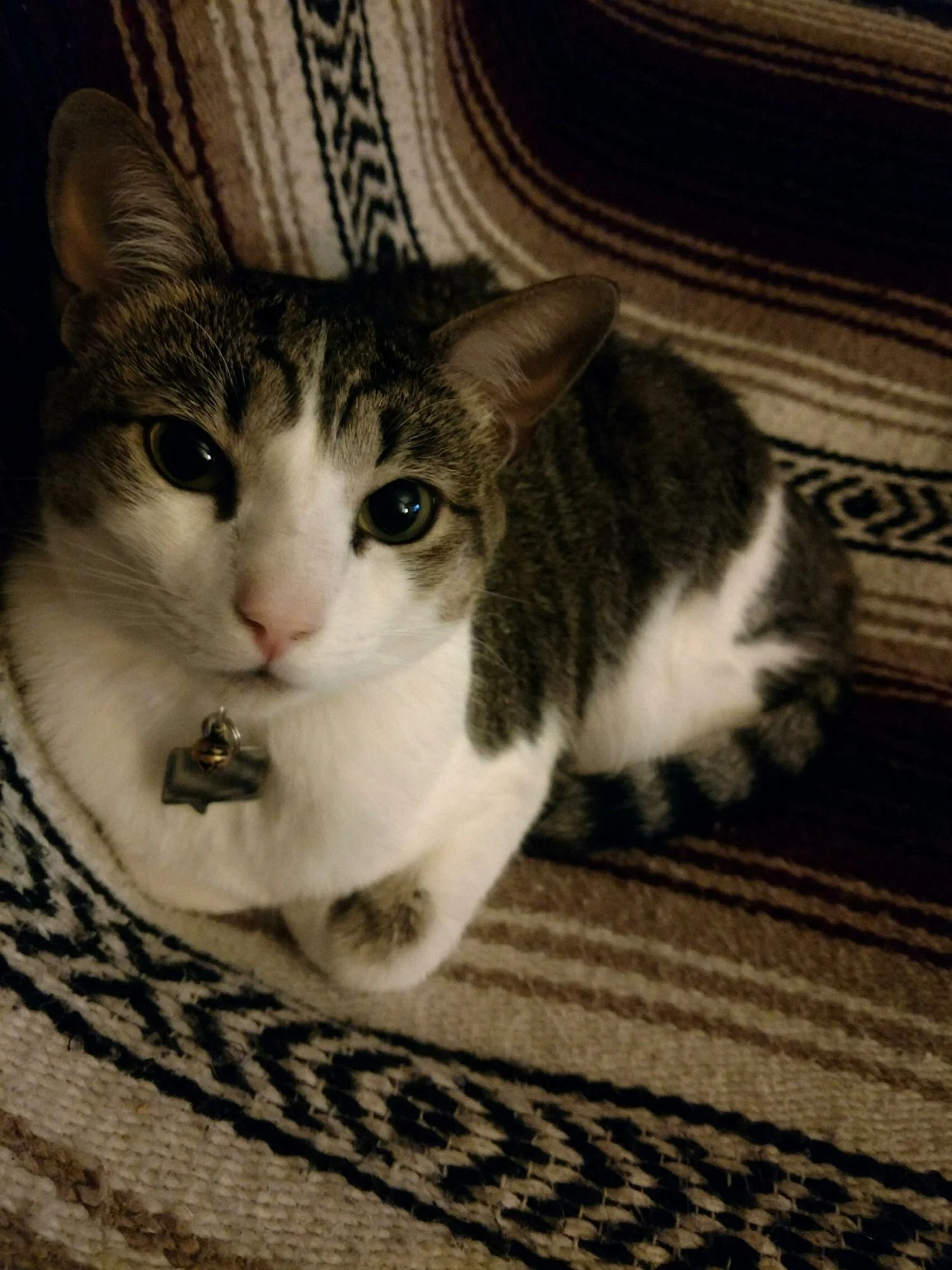 Gina (FKA Pansy), adopted December 2015