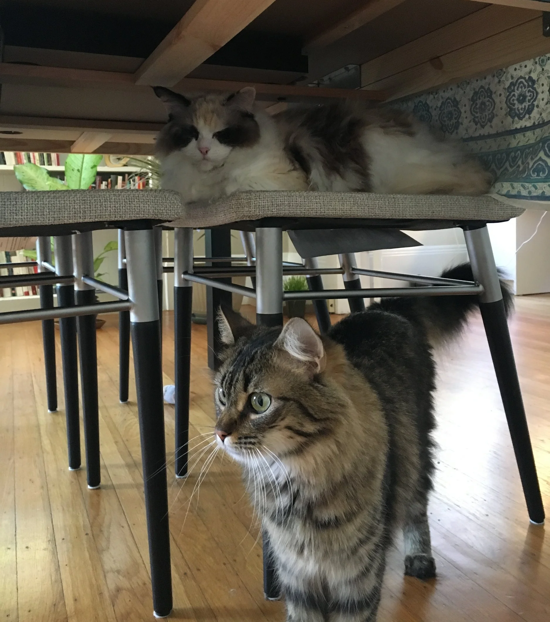 Vera and Sophie (FKA Sasha and Queen Floofs), adopted September 2017
