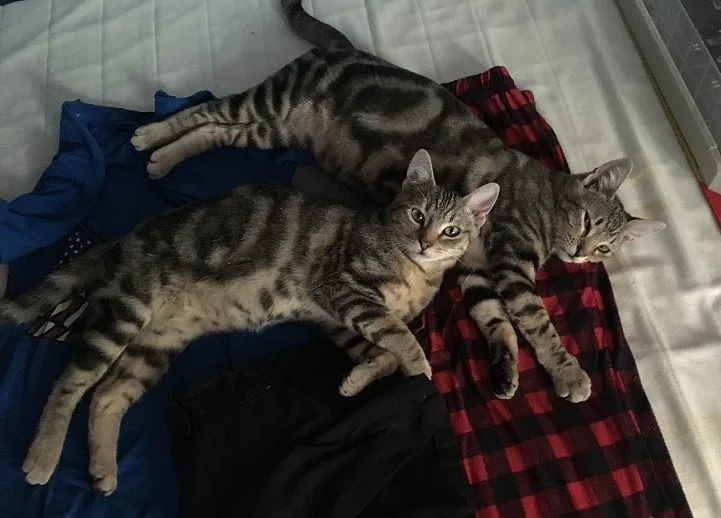 Freddy and Francis (FKA Kimchi and Bulgogi), adopted October 2017