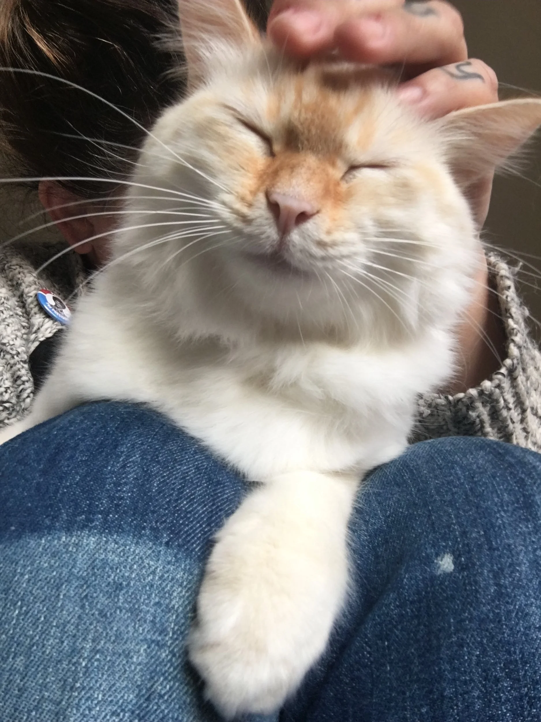 Blizzard, adopted September 2017