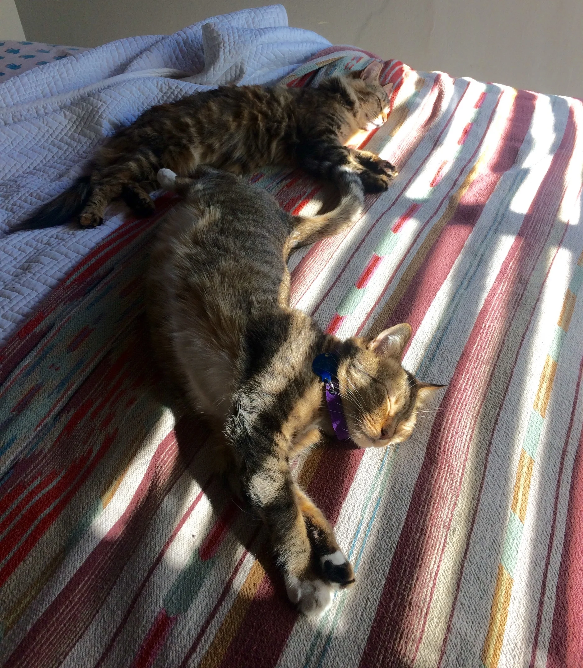 Katya, adopted June 2017, and Una, adopted December 2015