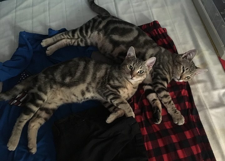 National Cat Day Gallery
