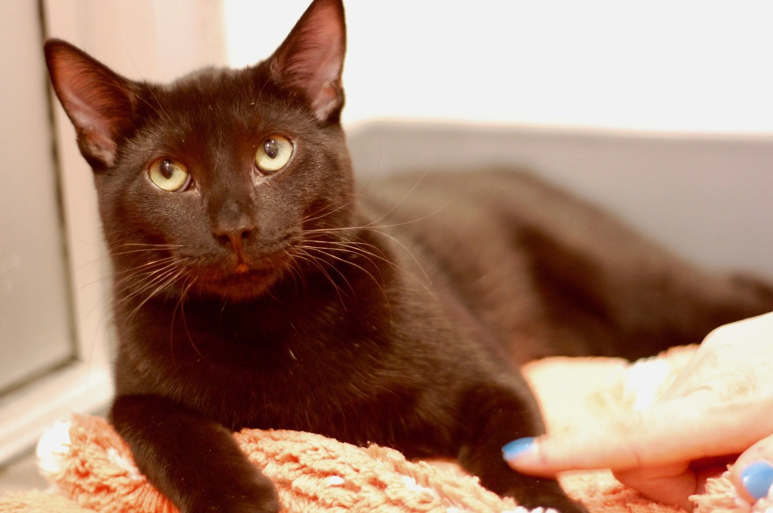 TOFU, 3-4 MONTHS, MALE, BONDED WITH SHEILA