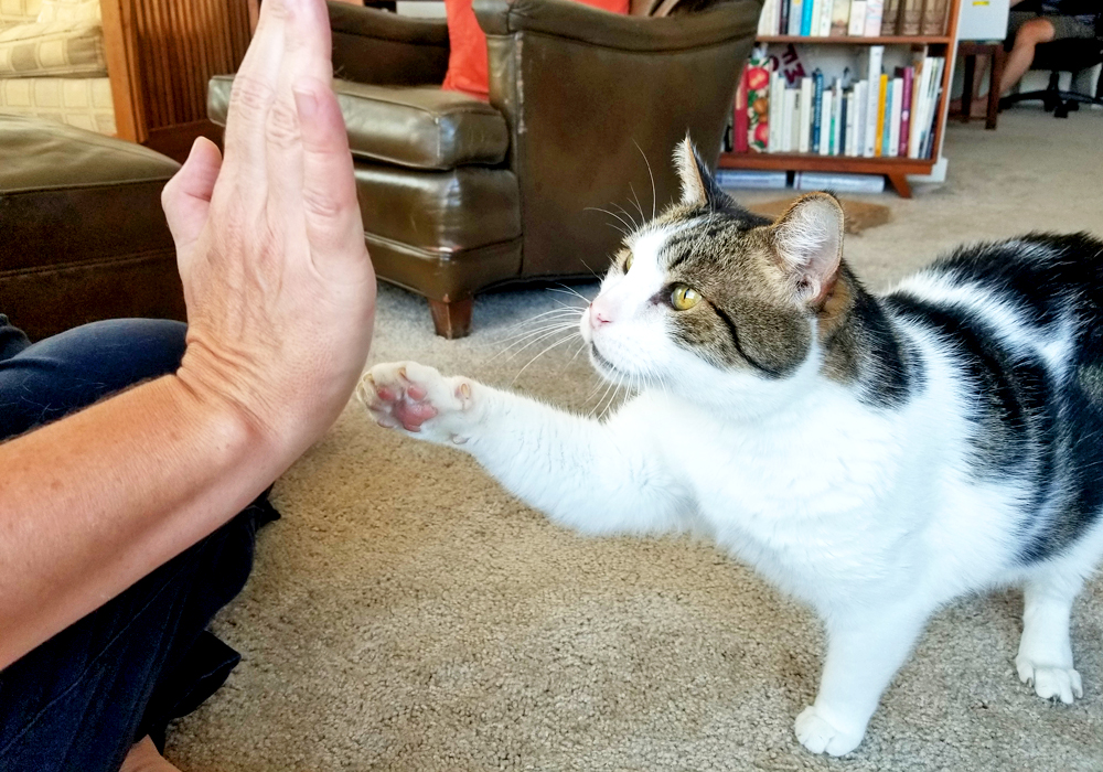 November is Adopt-a-Senior-Pet Month