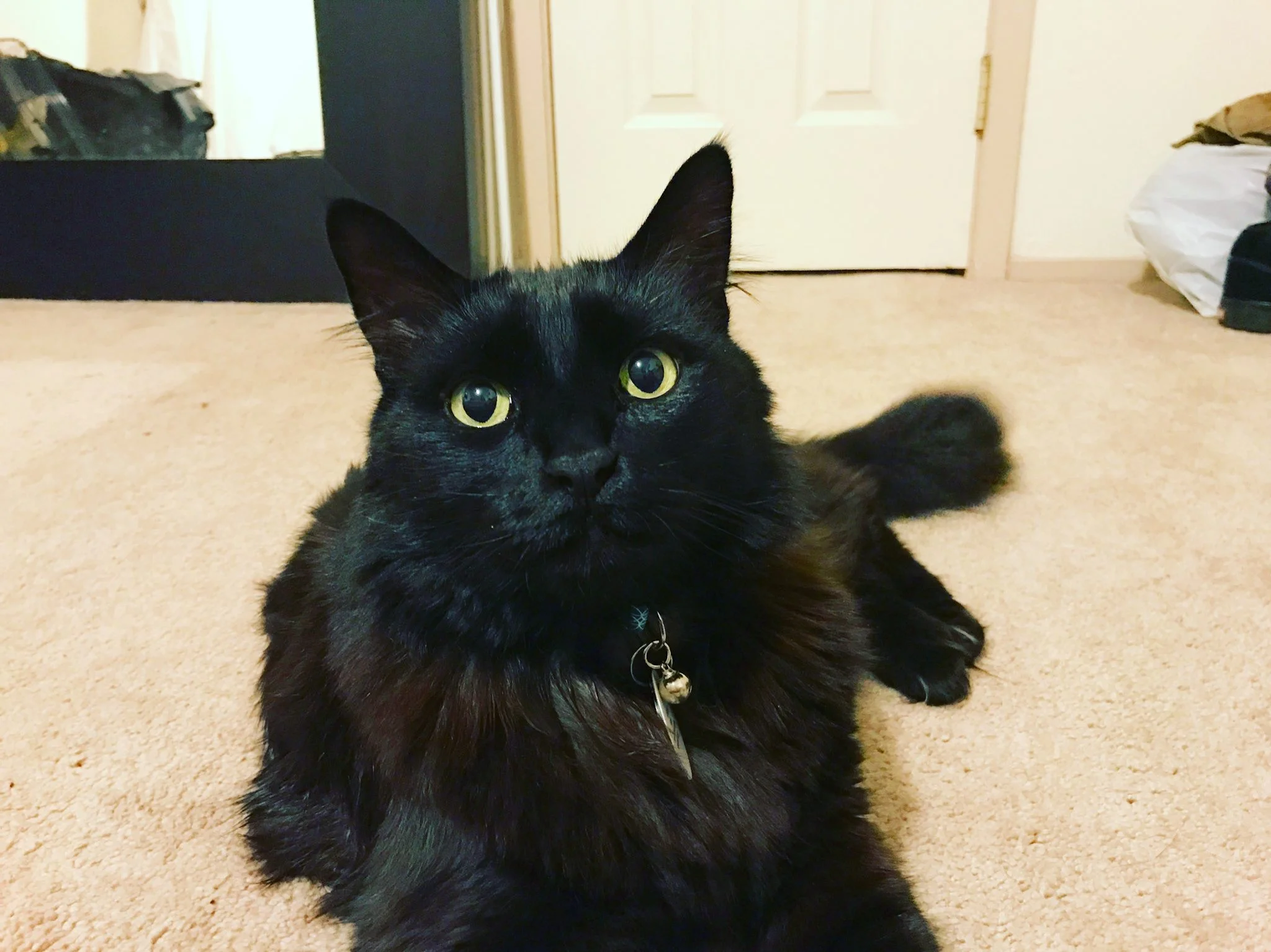 Marty (FKA Herbert), adopted October 2015
