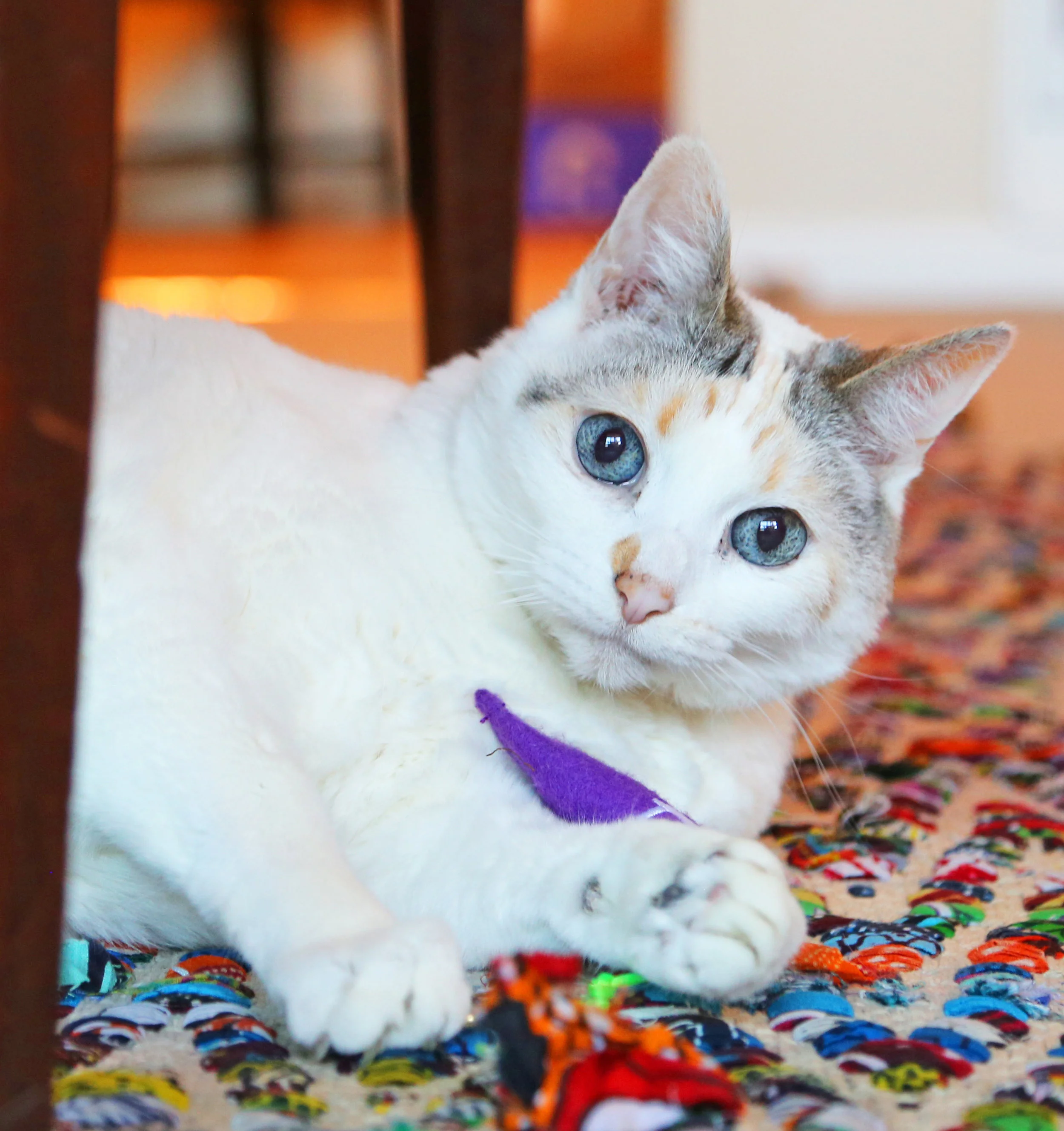 QUEENIE, 2-3 YEARS, FEMALE