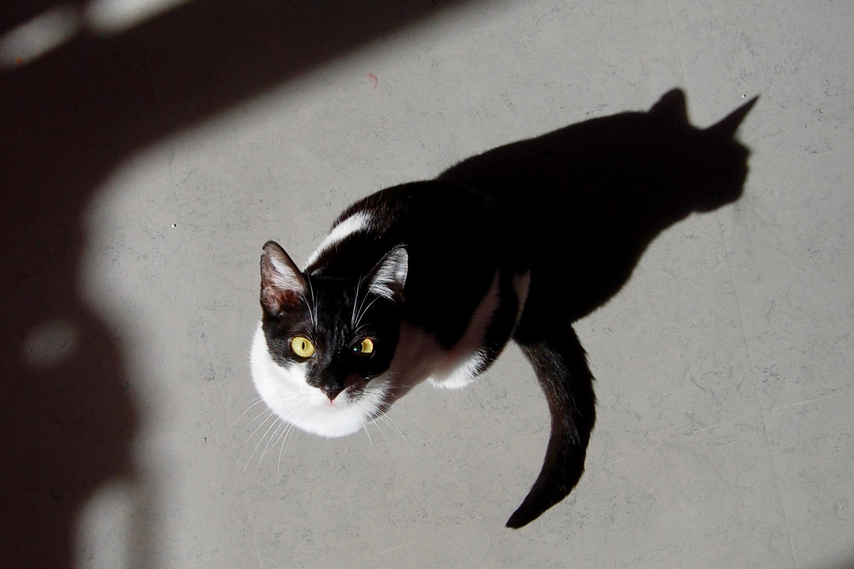 KITTEN WIRE: MEET ALASKA, THE CAT WHO TWIRLS FOR TREATS