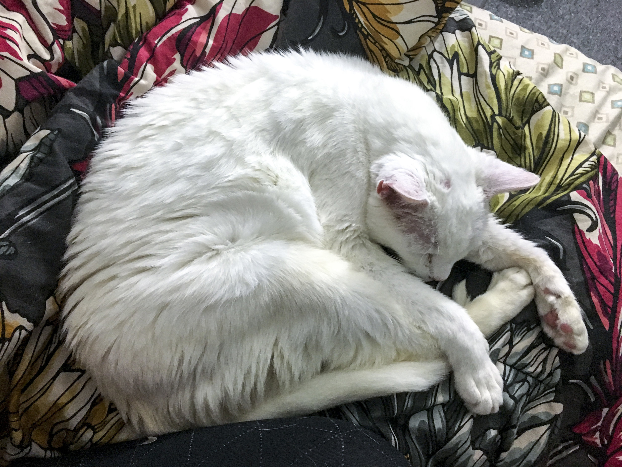 Double Your Donations to Raise the Bar for Cat Rescue