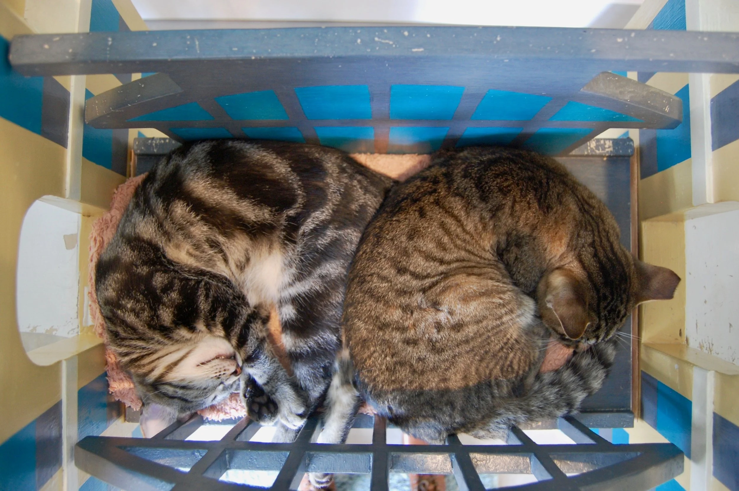 Merlin, right, cuddles up with another member of the Forgotten Kitten Project. Photo by Cathy Niland