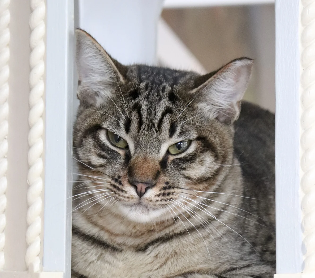 Merlin, a 9-month-old tabby boy and member of the Forgotten Kitten Project, relaxes in the City Hall building at Cat Town. Photo by Laura Blangsted