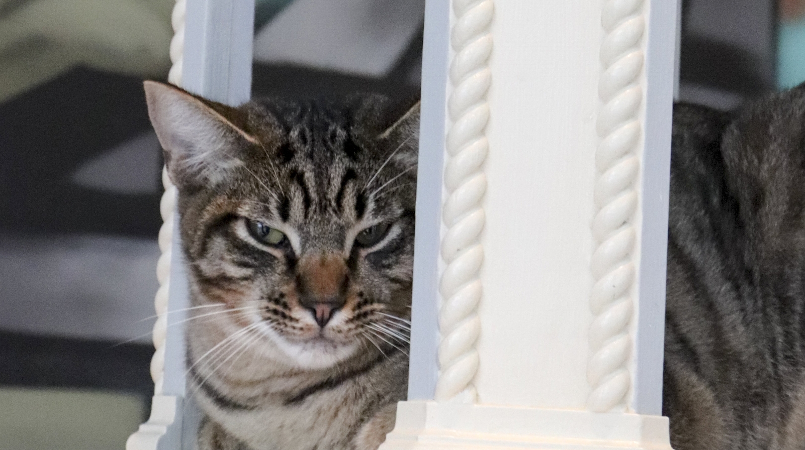KITTEN WIRE: BREAKTHROUGH ALERT - MERLIN