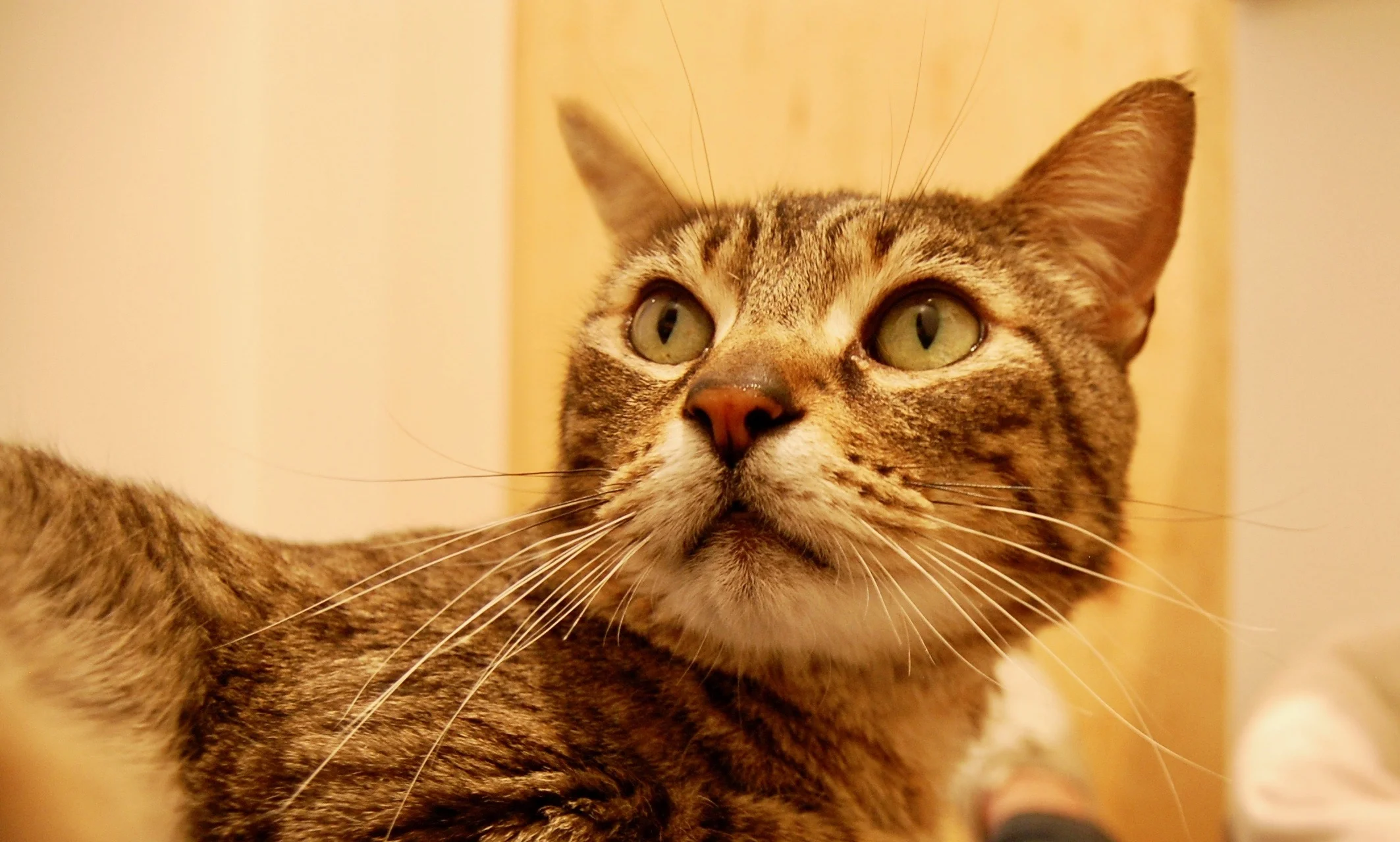 Woolsey in his studio shortly before being adopted. Photo by Cathy Niland.