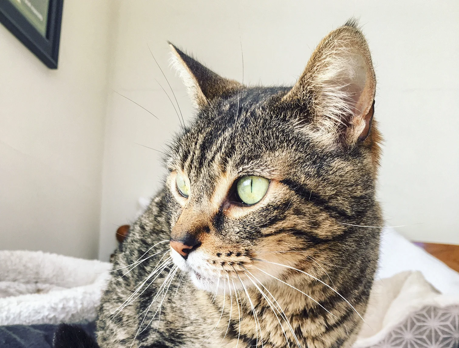 Woolsey started to blossom in the comfort of his foster home. 