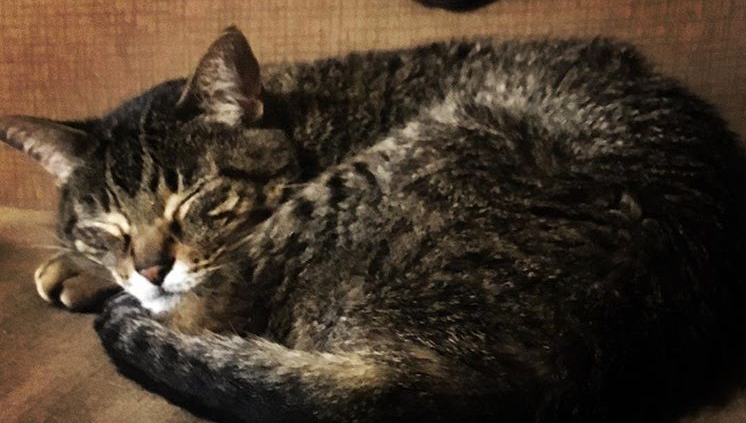 Woolsey enjoying a cat nap at home. Photo courtesy of @woolseythecat.