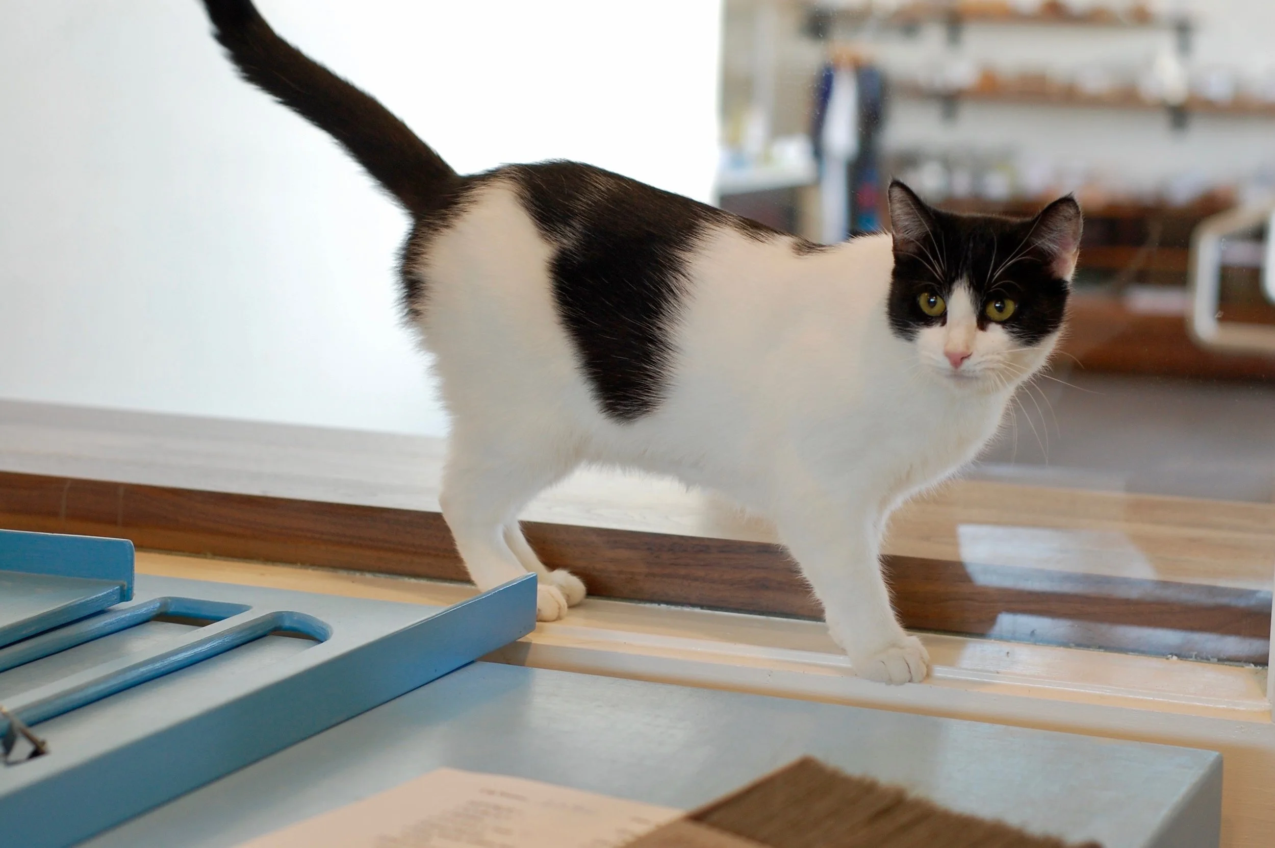 DOTTIE, 1 YEAR, FEMALE