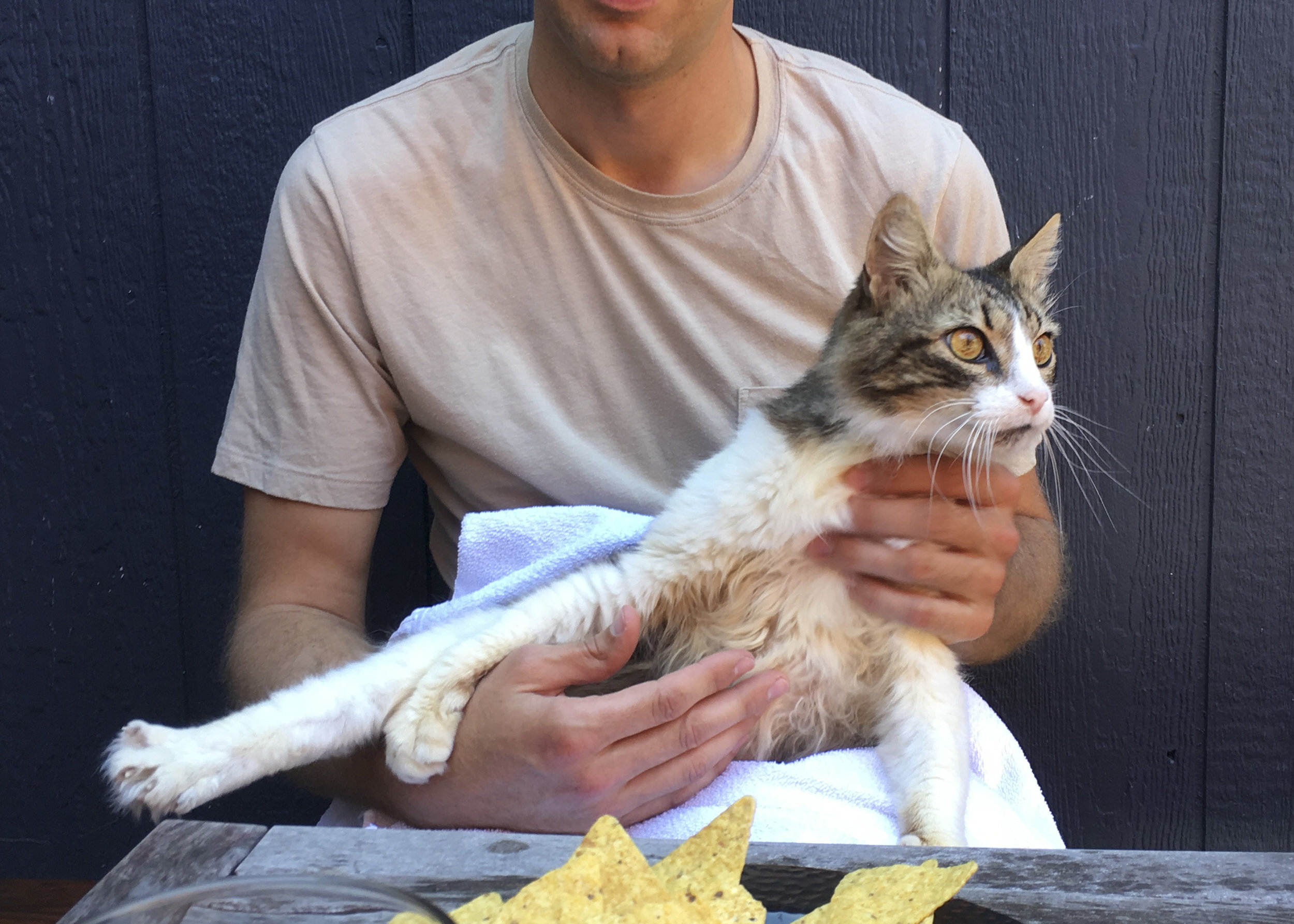 5 Reasons to Adopt a Senior Cat