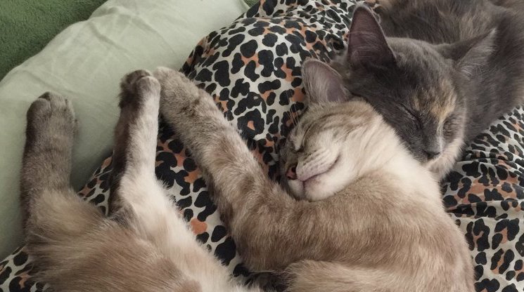 KITTEN WIRE: SIBLINGS FILL NEW HOME WITH JOY