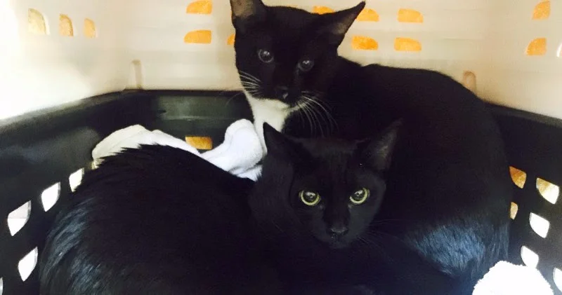 Raine (front) and Salem, huddled together for safety on their way to CatTown.
