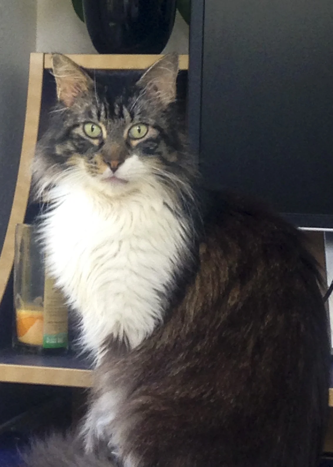 MARLOW, 10 YEARS, MALE