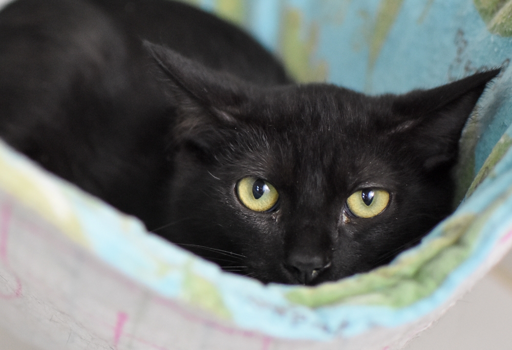 Milton, photographed at the Oakland shelter, is now building confidence at the Cat Town adoption center. Photo by Andrew Dorman.