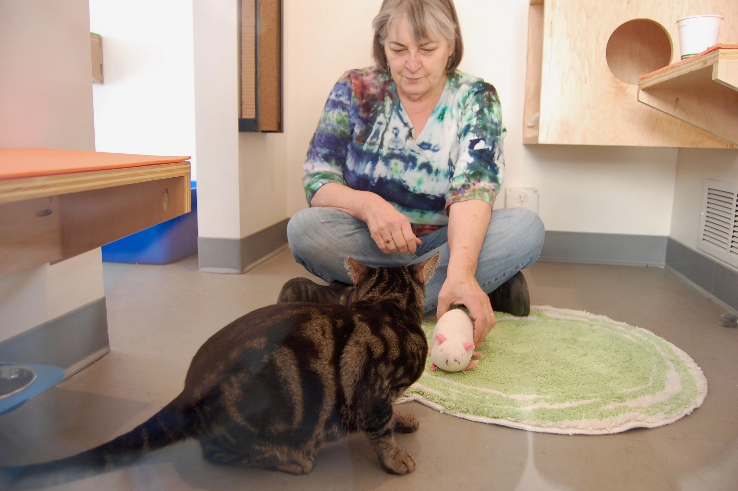 Julie working to socialize Buzz in his studio space. Photo by Cathy Niland.