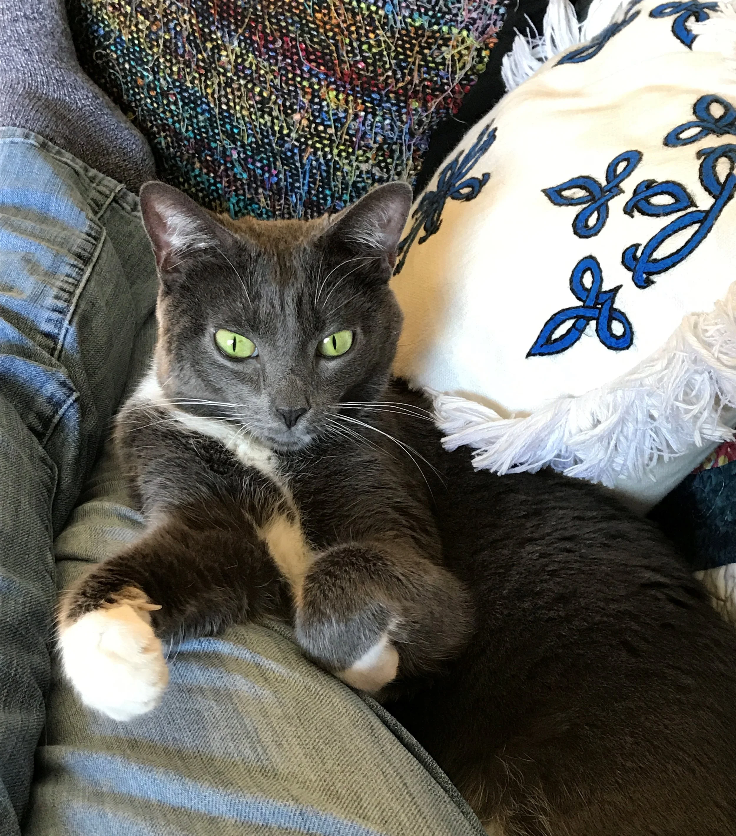 Zoey, one of Julie's Cat Town alum, snuggles up on the couch.
