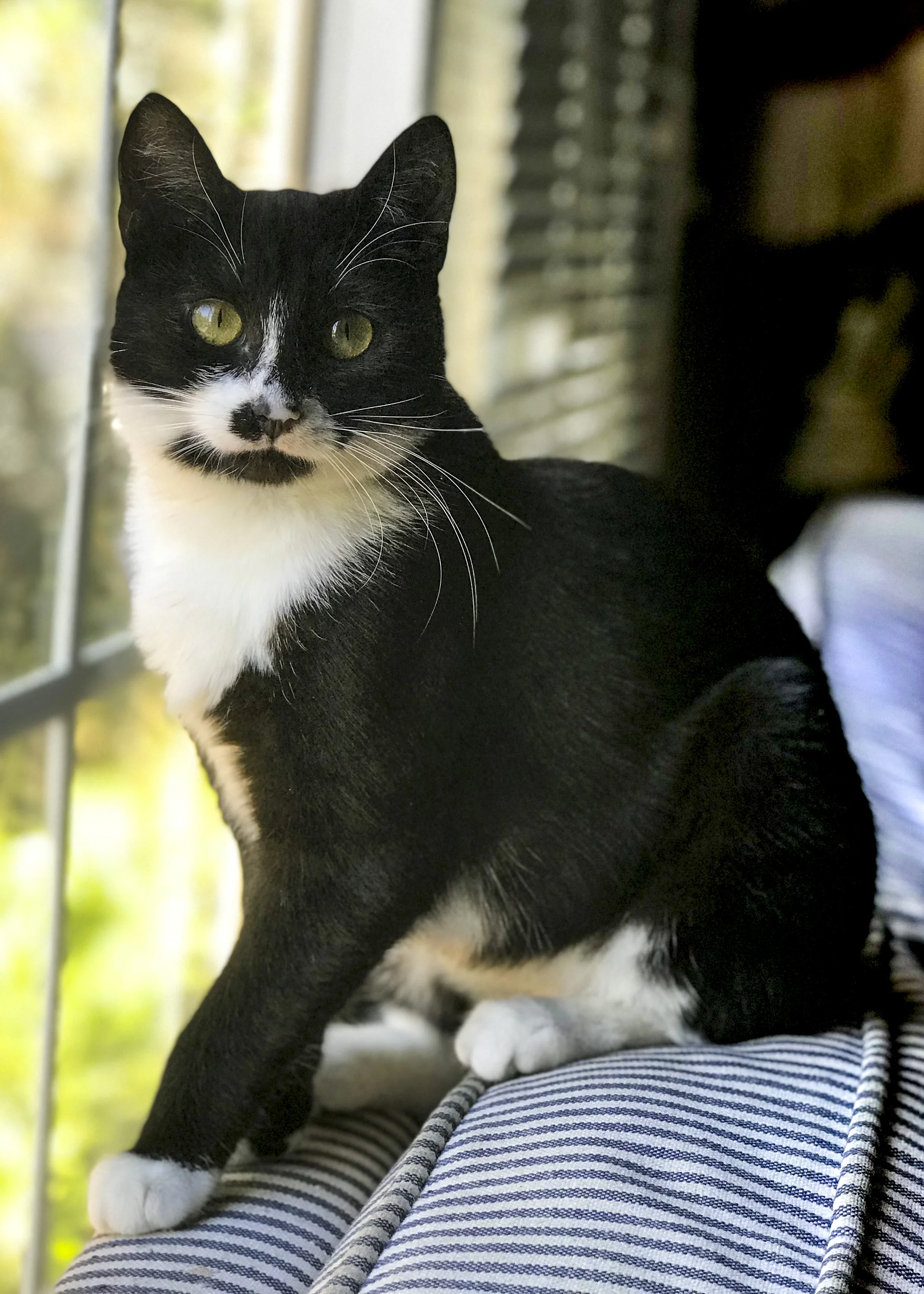 PEBBLES, 4 MONTHS, FEMALE