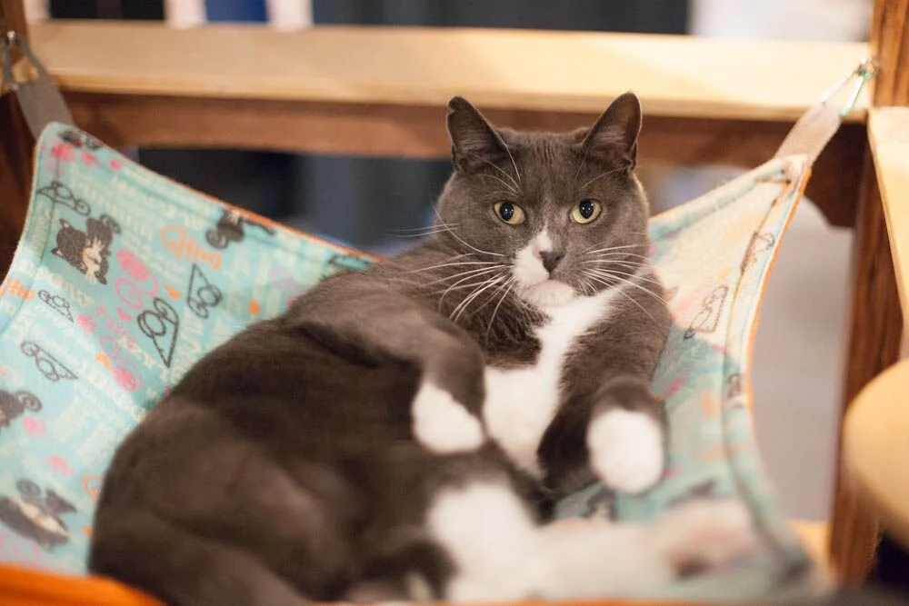 GRAYSON, 2.5 YEARS, MALE