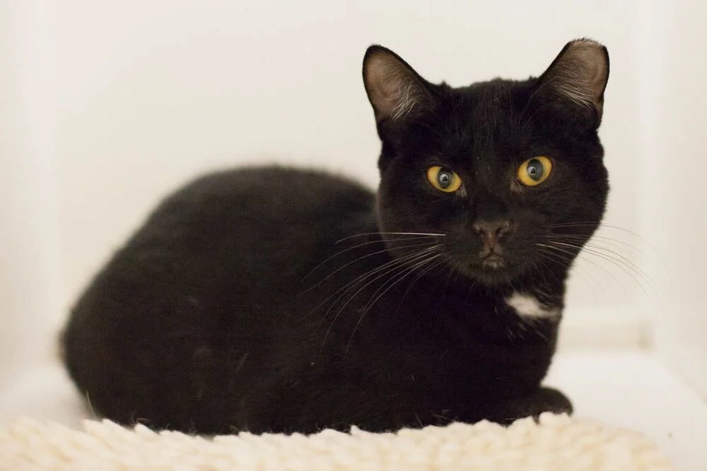 BETSY, 6 MONTHS, FEMALE, BONDED WITH BABETTE