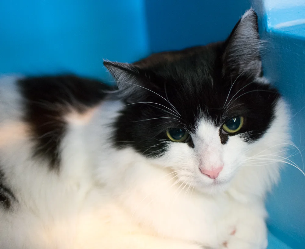 BEAUX, 9 MONTHS, MALE