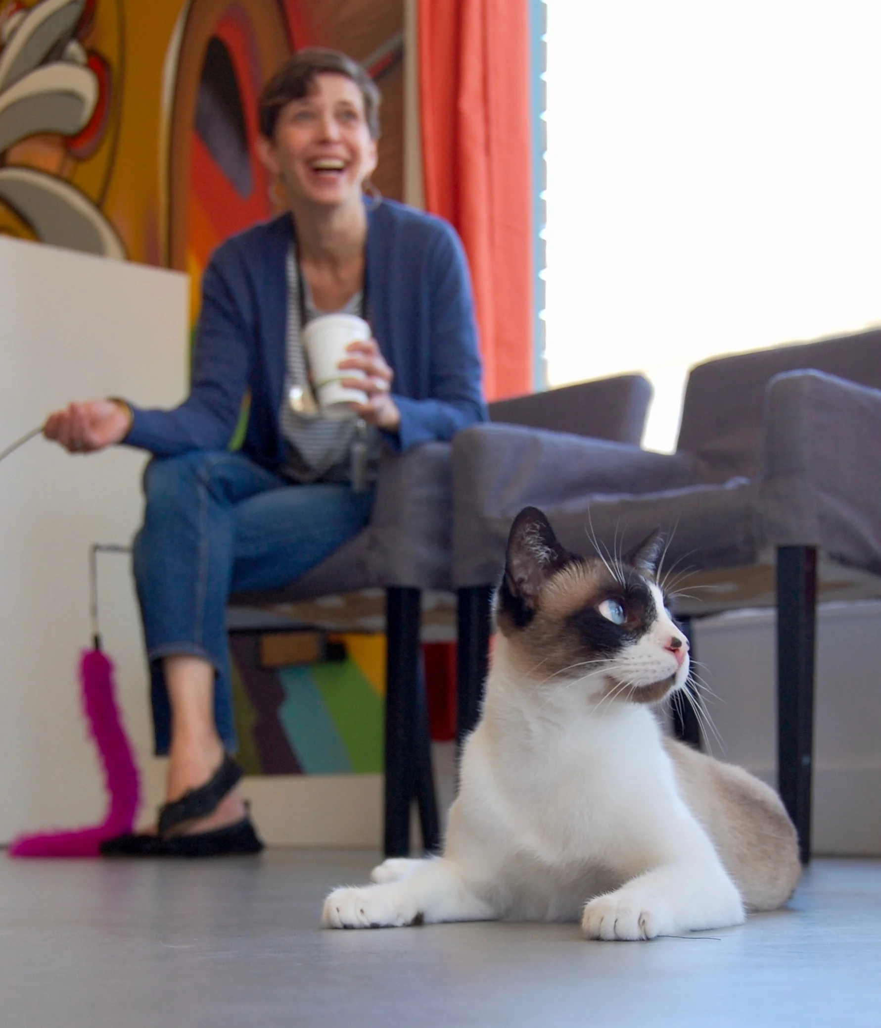 Emily cat town volunteer.jpg