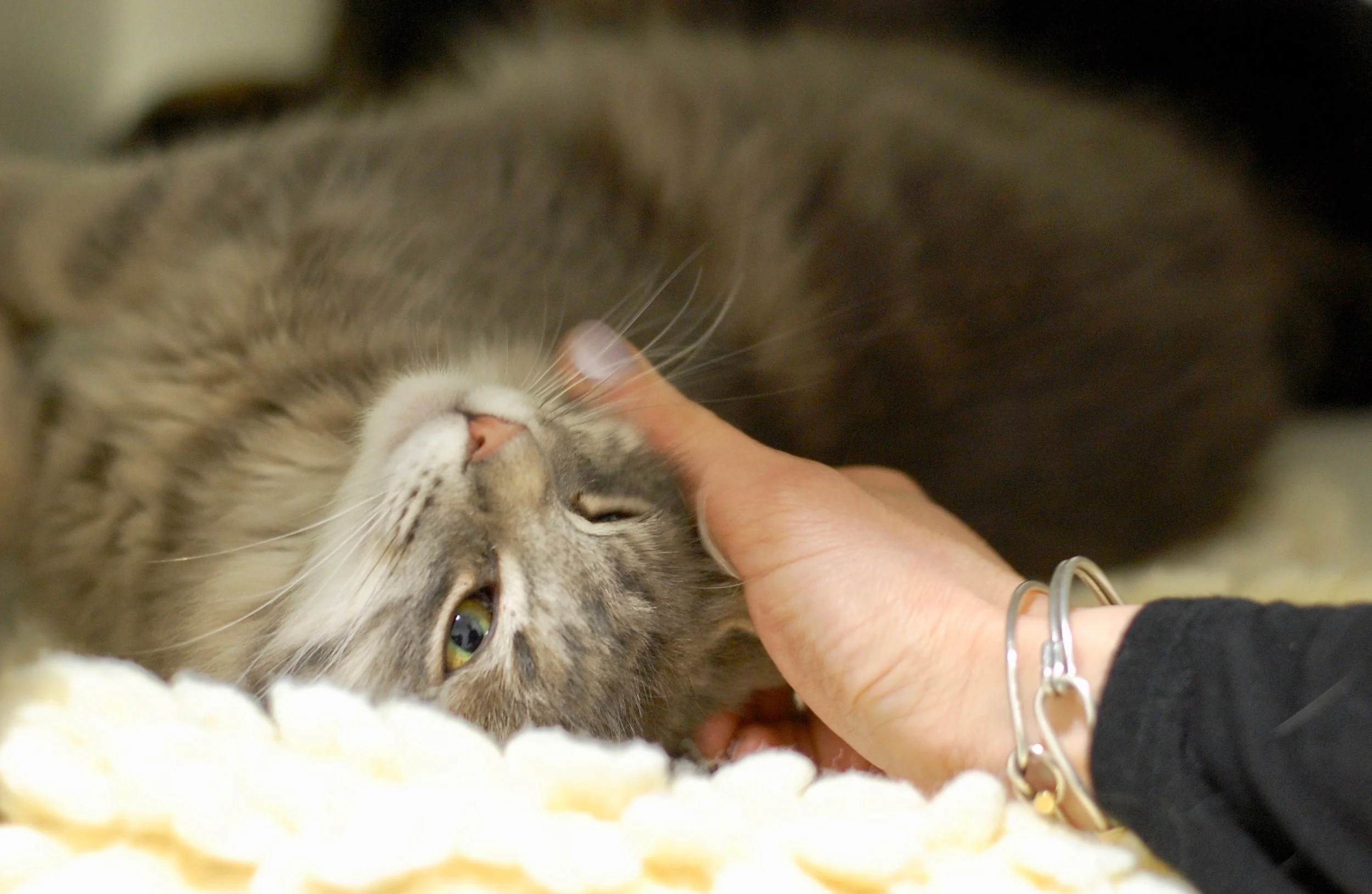 Ogden soaks up pets in the Quiet Zone at the start of the day.