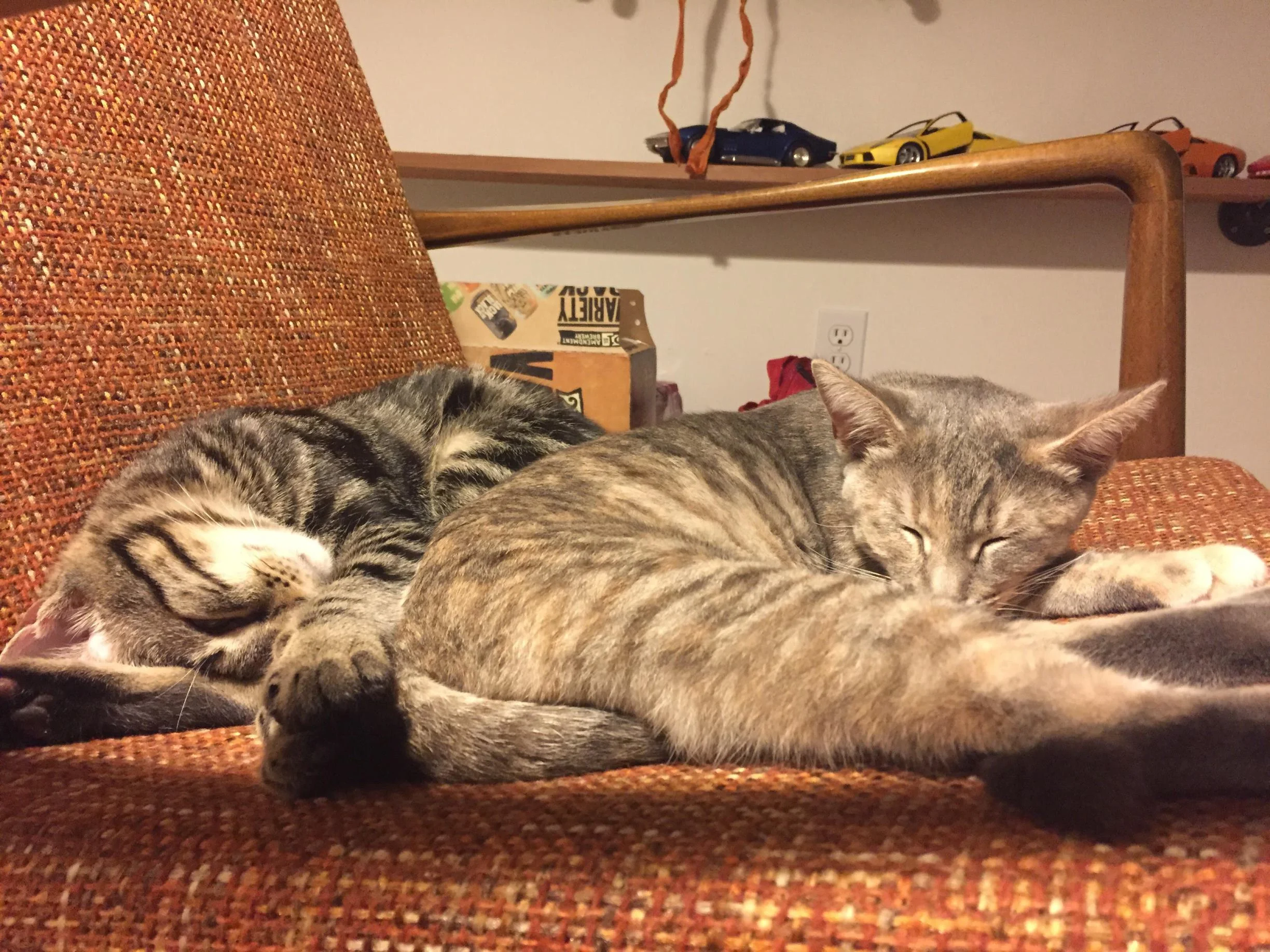 Oahu and Cleopatra, now called Miso and Maki, were not originally a bonded pair. Now they are best friends. Oahu came to Cat Town as part of a litter of five. Cleopatra was rescued alone. When Oahu's siblings left in pairs for their new homes, staff made sure to find a good companion for him, as researchers consistently say young cats thrive in pairs — or more. Photo Contributed