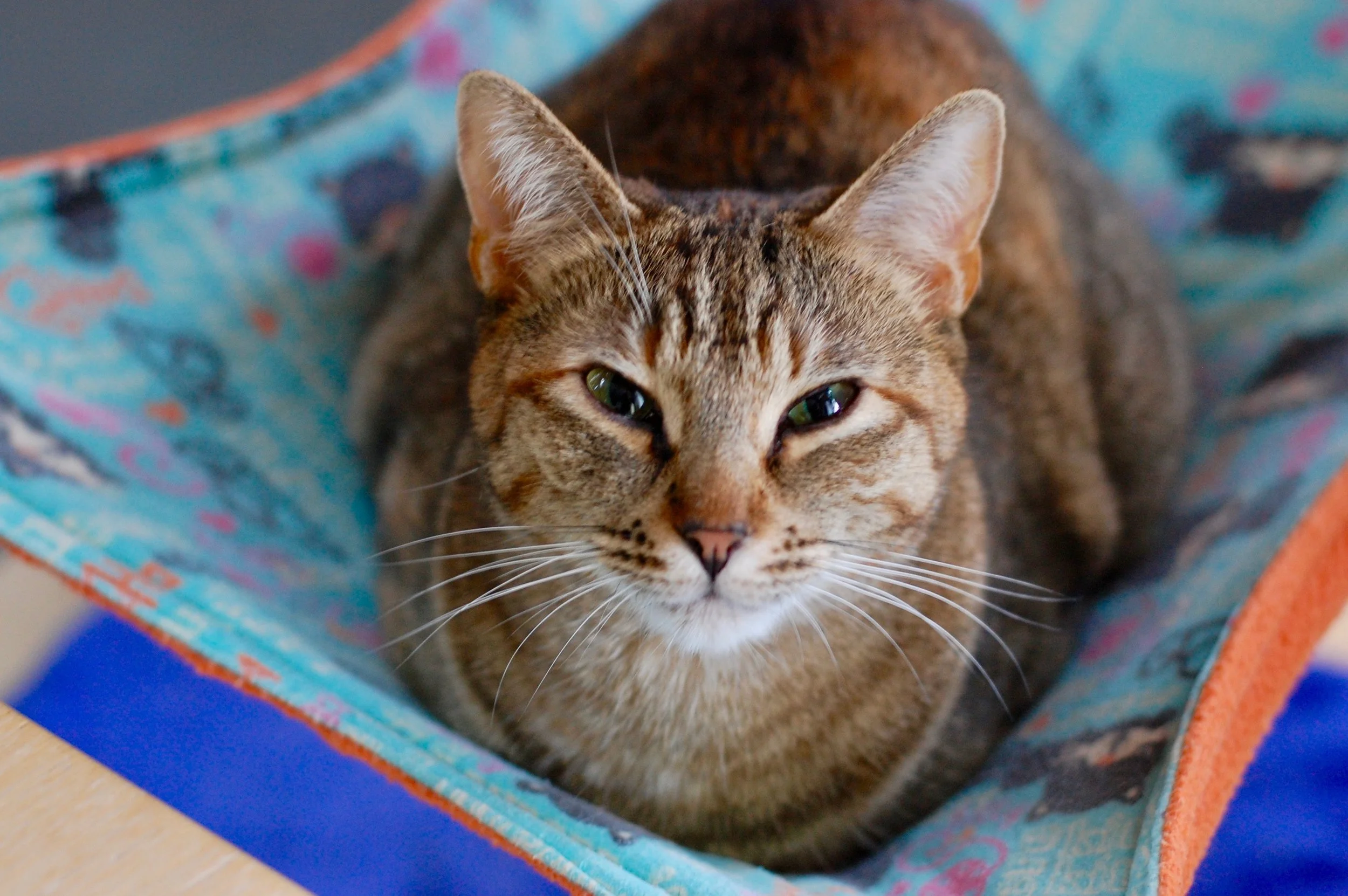 NATALIE, 1.5 YEARS, FEMALE