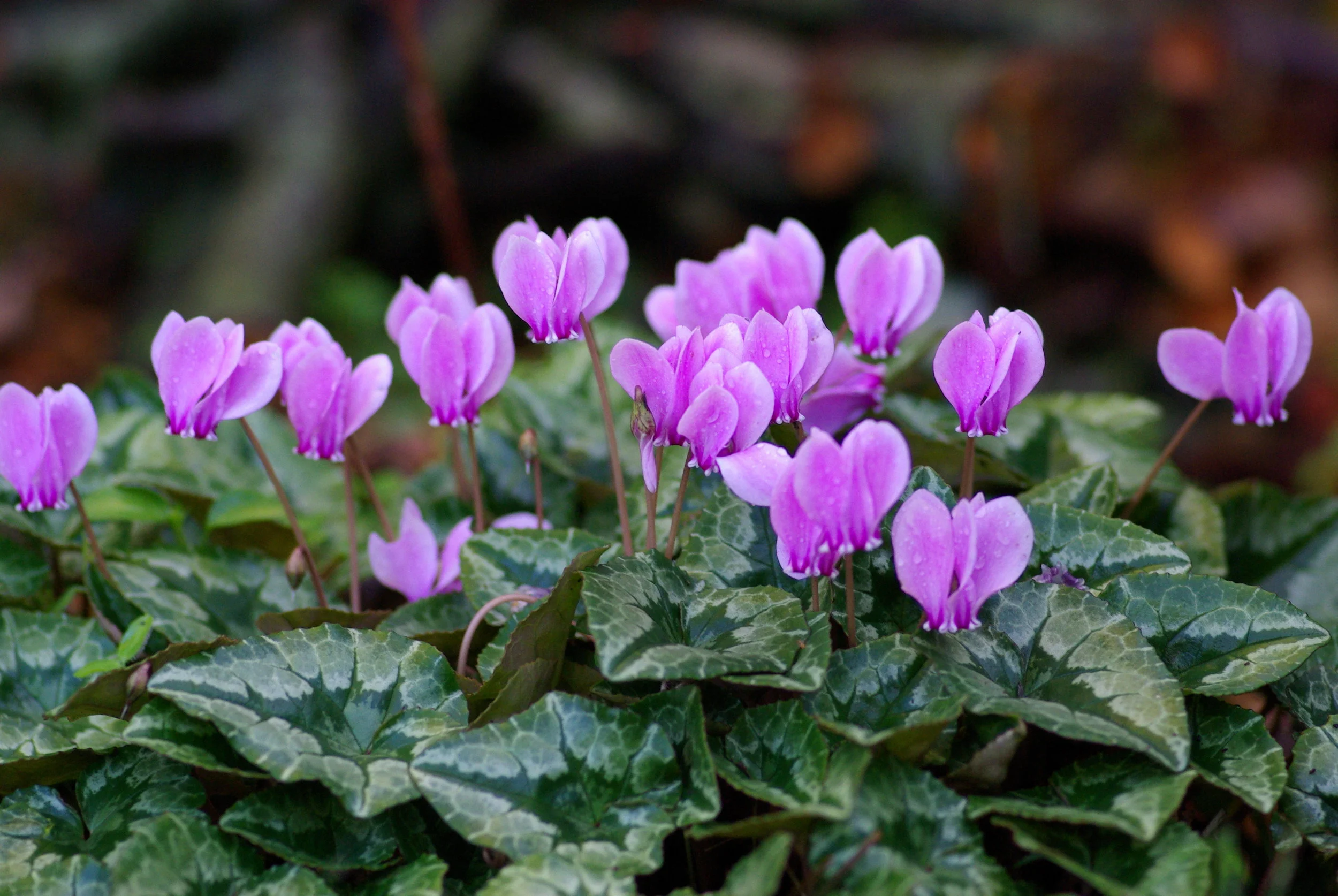 Cyclamen_Hederifolium.jpg